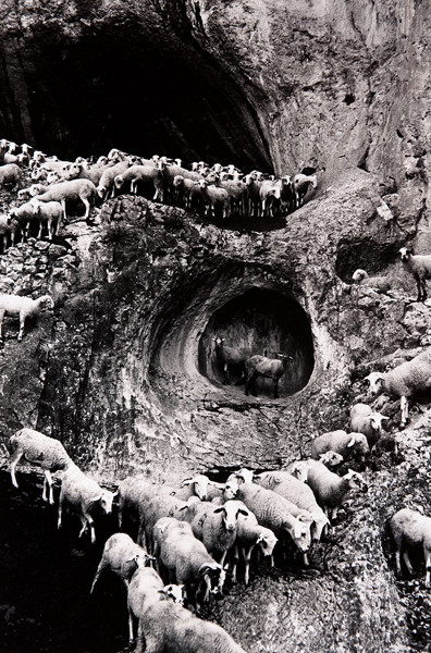 George Krause: [Sheep in mountainous terrain] (Undated) Gelatin silver print
