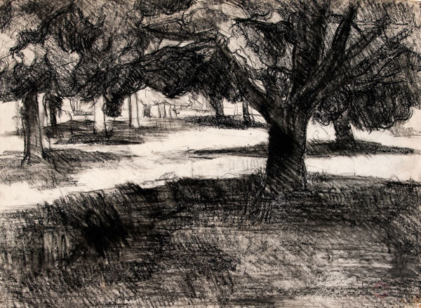 Edith Neff: [Trees (Along the Schuylkill)] (c. 1967-1969) Charcoal on paper