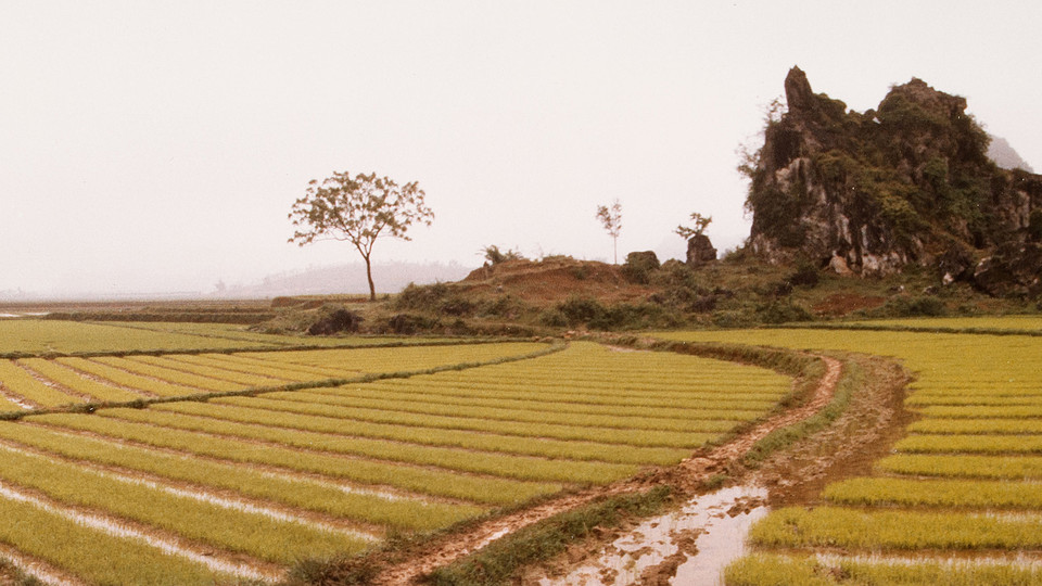 Rice Fields and Rock Outcroppings, Yiling Yan Area, Guangxi, China