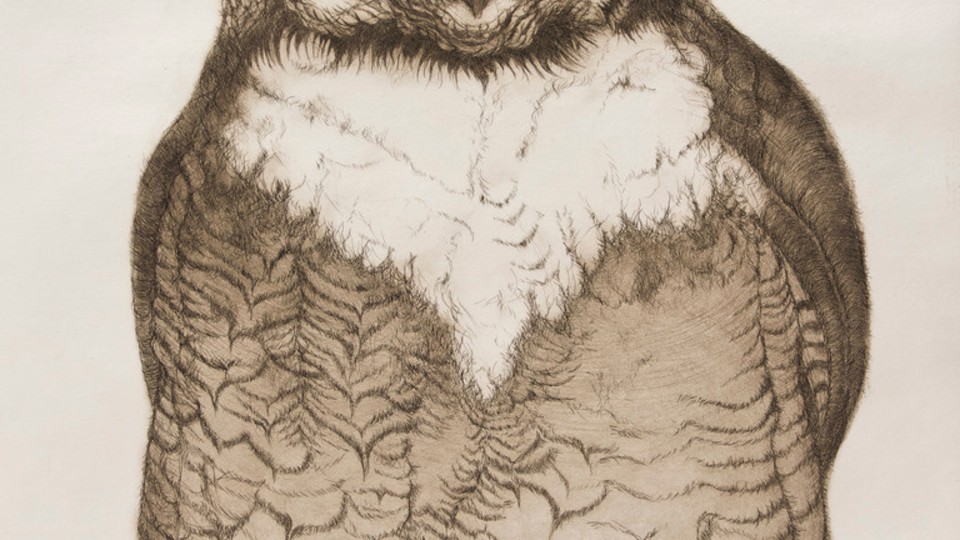Greater Horned Owl