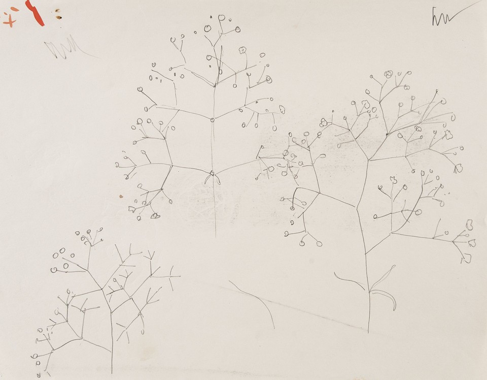 Illustration study of tree limbs with buds for unidentified  ... Image 1