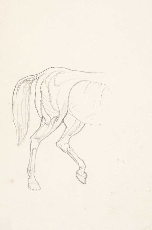 Anatomical study of horse's hind legs Image 1