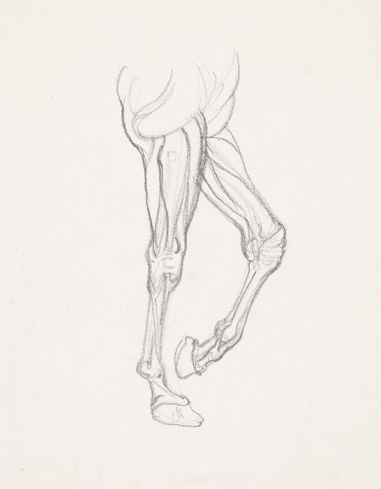 Anatomical study of horse's forelimbs Image 1