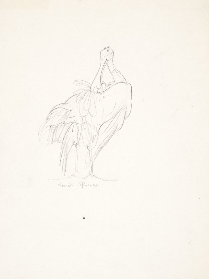 Study of roseate spoonbill Image 1