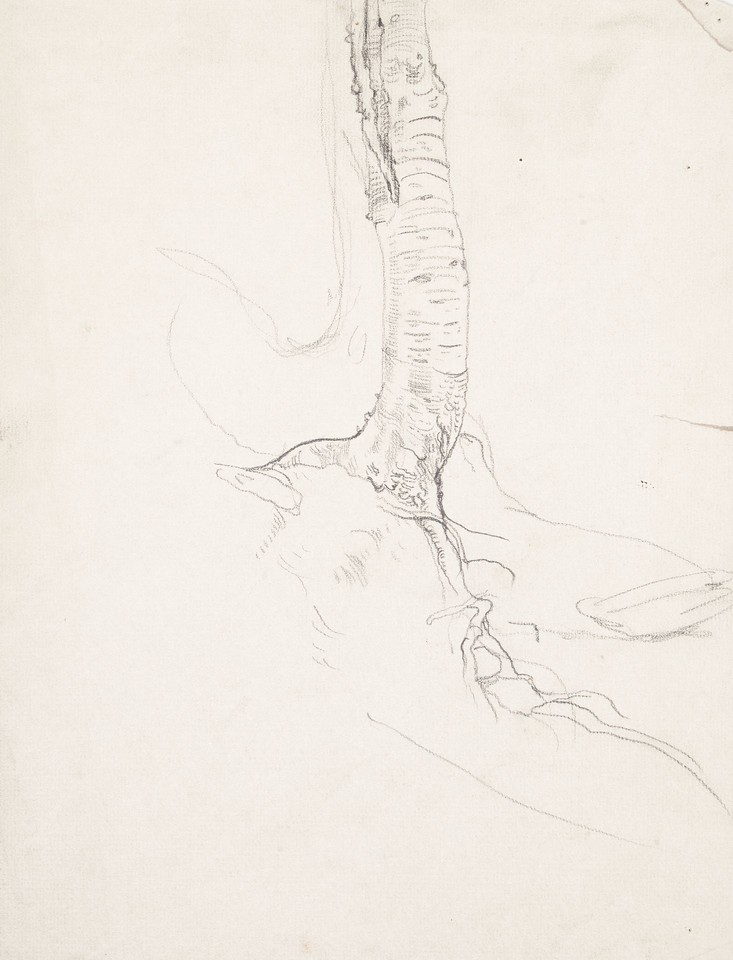 Study of tree trunk and roots Image 1