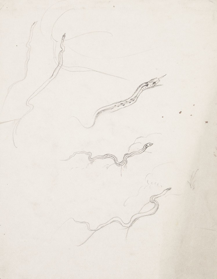 Study of snakes Image 1
