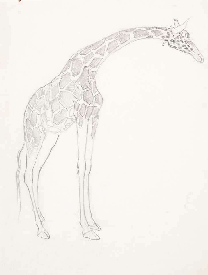 Study of giraffe Image 1