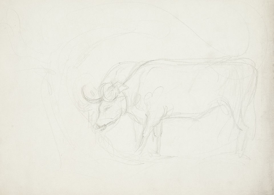 Study of bull grazing Image 1