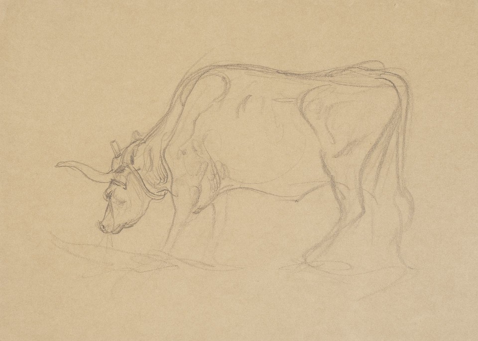 Study of a bull snorting Image 1