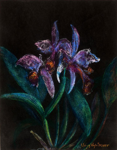 Lloyd Van Sciver: Orchid (Undated) Pastel on paper